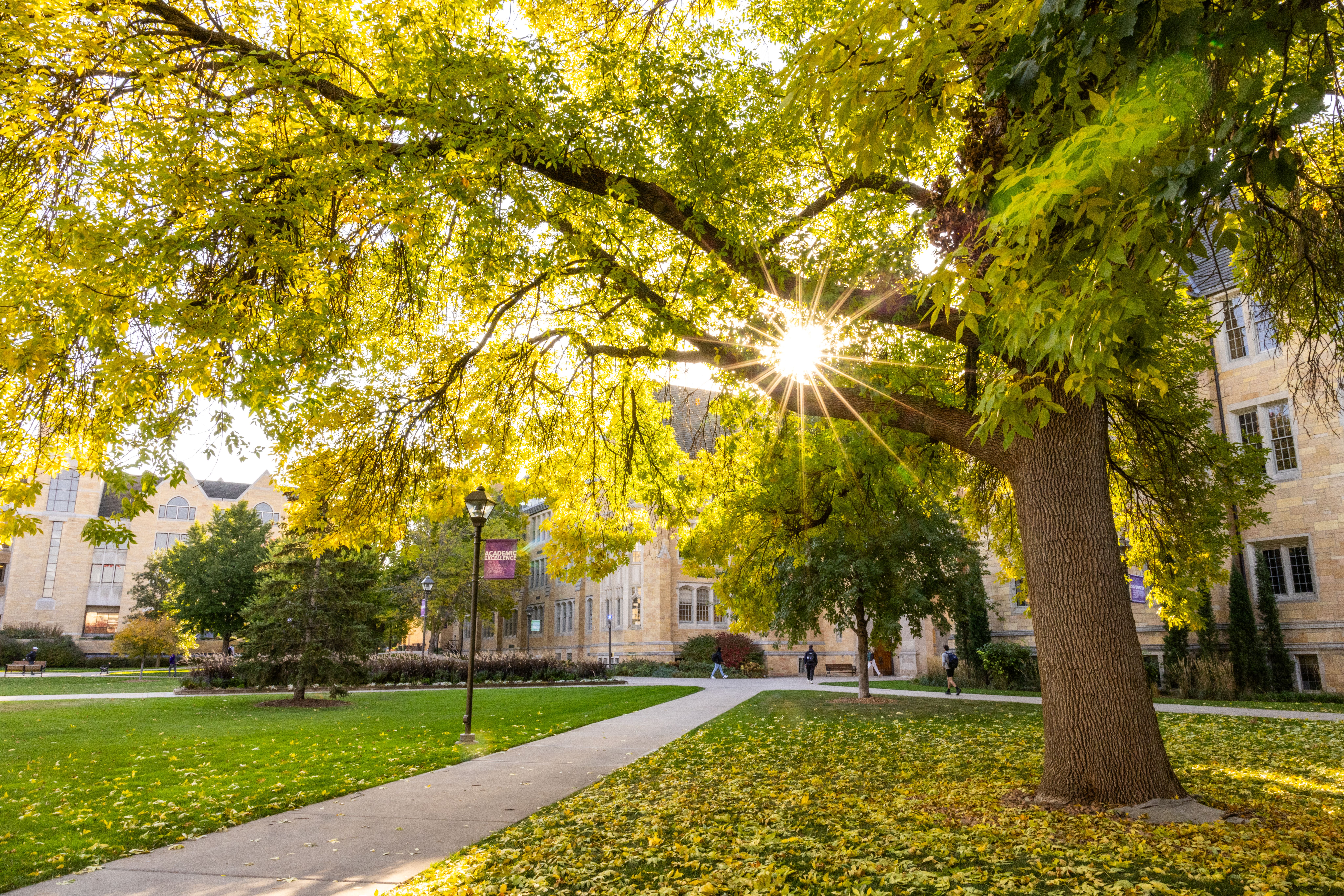 beauty shot of greenish yellow tree with sun shining through